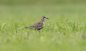 Pacific Golden Plover by Luke Tang