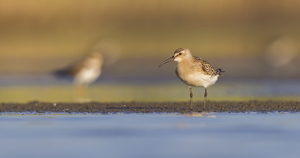 Curlew Sandpiper by Luke Tang