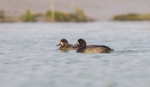 Greater Scaup by Luke Tang