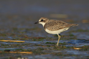 Greater Sand Plover by Qian Jinghua