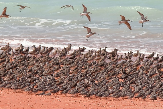 Waders at Roebuck Bay.jpg
