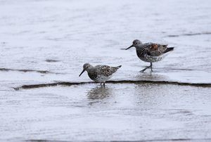 Great Knot by Zhang Ming 
